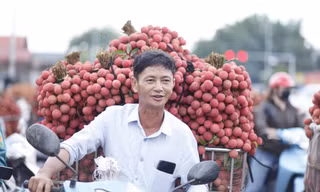 Doanh nghiệp FDI mua hàng chục tấn vải thiều/ngày. Ảnh: Nguyễn Thắng