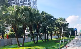 Nhiều cây xanh đô phố Liễu Giai - Văn Cao sẽ được đánh chuyển để mở rộng lòng đường.