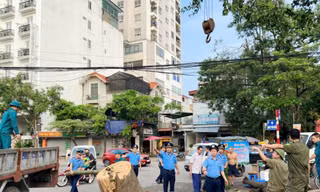 Hơn 300 Thanh tra phân luồng, đảm bảo trật tự chiến dịch thu dọn cây xanh đổ 