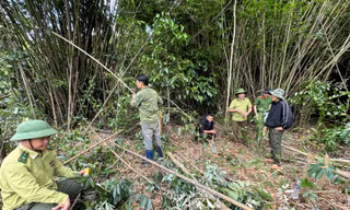 Phá rừng trong đêm, nam thanh niên khai được trả công 300.000 đồng/ngày