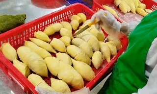 'Báo động đỏ' sầu riêng Việt Nam