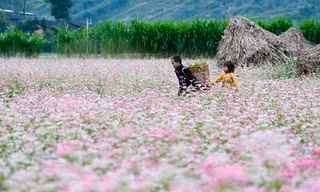 Cuộc thi viết Trà sữa cho tâm hồn: Giấc mơ ở lại mùa tam giác mạch