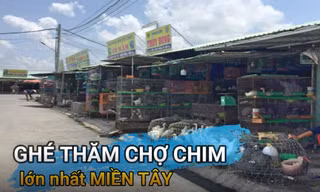 Ghé thăm chợ chim trời lớn nhất miền Tây