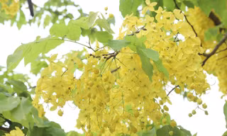 Ngắm muồng hoàng yến bung sắc vàng rực rỡ khắp phố phường Hà Nội