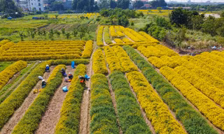 Sắc vàng rực rỡ trên cánh đồng cúc chi mùa thu hoạch
