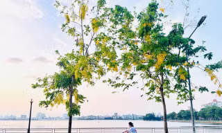 Hoa muồng hoàng yến nhuộm vàng phố phường Hà Nội