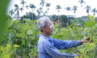 Yên Bái: Nỗ lực 'cứu' vùng trồng cây trái bị bão lũ vùi lấp 