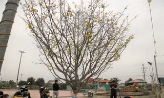 'Cụ mai 'xuống phố được trả giá trăm triệu đồng ở Hà Tĩnh