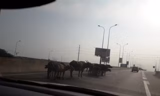 Đàn trâu tung tăng trên cao tốc TPHCM – Long Thành – Dầu Giây 