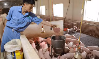 Giá thức ăn chăn nuôi tăng 13 lần: Quên 'mỏ vàng' trong nước