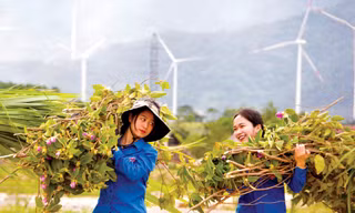 Dấu ấn trí thức trẻ tình nguyện 337 