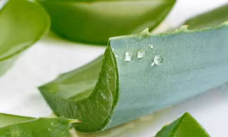 Nha đam “kỵ” thai phụ và trẻ em