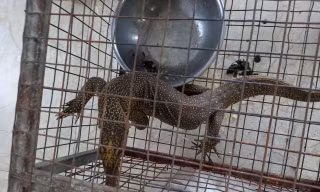 Cá thể kỳ đà vân quý hiếm được phát hiện tại một nhà ở hàng ở Hương Thủy, TT-Huế