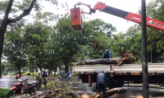 Nam thanh niên bị cây đè tử vong khi đang chạy xe máy trên đường