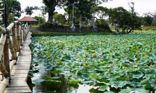 Sen tô sắc Huế
