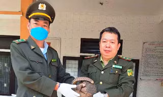 Bắt được con vật bên đường, giao nộp cho kiểm lâm mới biết là loài cực hiếm