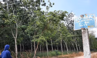 Nhiều nông trường ở Bình Dương vẫn đang phát triển rừng cây cao su 