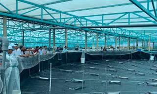 Nuôi tôm công nghệ cao ở Bà Rịa-Vũng Tàu năng suất tôm tăng 20 lần, nông dân lãi hàng tỷ đồng