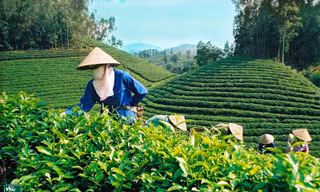 Vì sao chè Việt Nam dễ rơi vào 'bẫy' giá rẻ? 