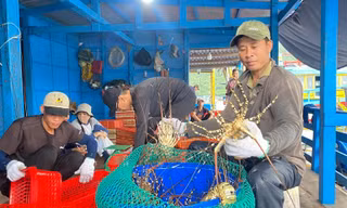 Lý do Trung Quốc thu mua rất nhiều tôm Việt Nam