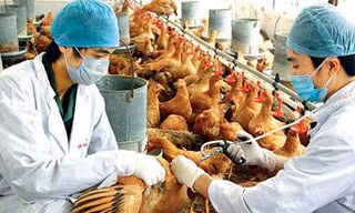 THẾ GIỚI 24H: Đức phát hiện ổ dịch cúm gia cầm H5N1