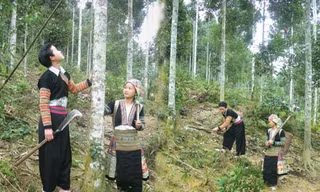 Mô hình trồng cây Quế tại tỉnh Yên Bái (ảnh: Báo Yên Bái)