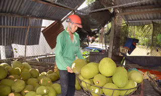 Ông Banh mang mít tới vựa bán với giá 1.000 đồng/kg.