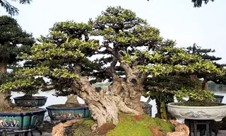 Ngắm tuyệt phẩm cây mai chiếu thủy trăm tuổi giá 800 triệu đồng