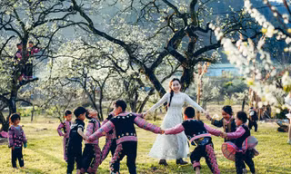 Những ngày Mộc Châu 'trắng trời' hoa mận