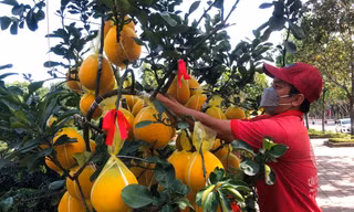 Bưởi Diễn giá hàng chục triệu đổ bộ Sài Gòn 