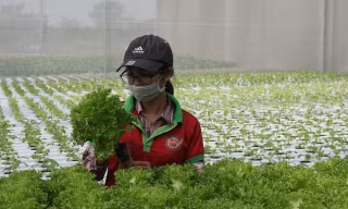Lo ngộ độc thực phẩm, nhiều người 'trồng rau nuôi cá' tại nhà