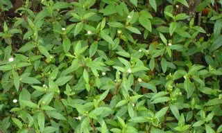 Cỏ nhọ nồi trị bệnh khạc ra máu