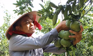 Nông dân huyện Bắc Tân Uyên thu hoạch cam. Ảnh: H.C