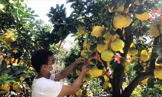 Bưởi Diễn từ phía Bắc được nhà vườn đưa về TPHCM khá sớm phục vụ thị trường Tết