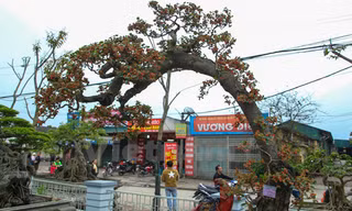 Trong hội chợ xuân xã Ninh Hiệp (Gia Lâm, Hà Nội), nhiều du khách được dịp thưởng lãm một cây dâu cảnh cực kỳ đặc biệt.