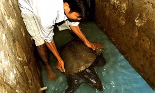 Con cua đinh nặng 23,5 kg do con trai của ông Quốc giăng câu bắt được. Ảnh: Huy Phương. 