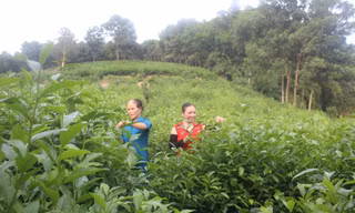 Phát triển bền vững cây chè, giúp đồng bào miền núi Thanh Hoá thoát nghèo
