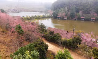 Măng Đen sẽ trở thành thị trấn mai anh đào
