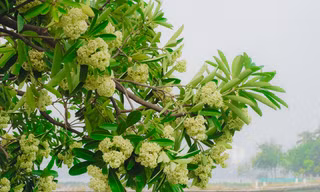 Hoa sữa nở rộ khiến người dân Hà Nội khổ sở