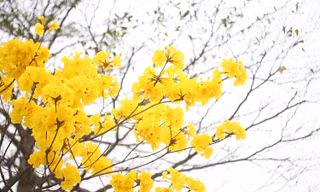 Hàng cây hoa vàng rực rỡ giữa mùa Xuân Hà Nội