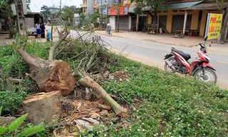 Cây xanh bị chặt hạ ở xã Bình Yên. Ảnh: Trường Phong