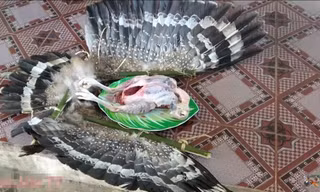 Con chim được cho là Diều hoa Miến Điện - một loại chim quý bị làm thịt