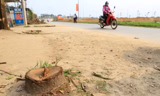 Phát hiện thêm hàng loạt xã chặt cây xanh để… đòi vỉa hè