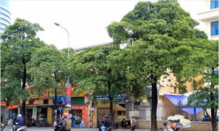 Hà Nội: Loại cây nào thay thế hoa sữa trên phố Nguyễn Chí Thanh?