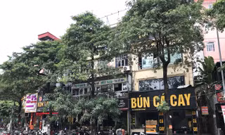 Hà Nội chưa di chuyển cây hoa sữa ở đường Nguyễn Chí Thanh vì 'còn ý kiến khác nhau'