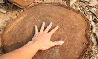 Chặt cây... đòi vỉa hè: Cổ thụ cách đường 10 mét cũng không tha