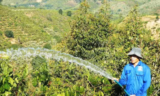 Anh Nguyễn Văn Trí, công nhân một công ty sản xuất điện - điện tử ở TPHCM quyết định trở về quê ở Đăk Nông để trồng cà phê vì thu nhập không đủ sống