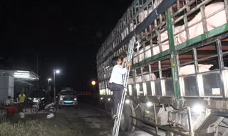 Chốt kiểm dịch động vật tạm thời trên QL1 phía Bắc tỉnh Quảng Trị, giáp giới với tỉnh Quảng Bình. Ảnh: TN