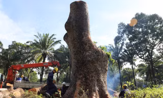 Lý do đốn hạ cổ thụ trăm tuổi ở TPHCM; Xe khách Thành Bưởi có thể được hoạt động lại