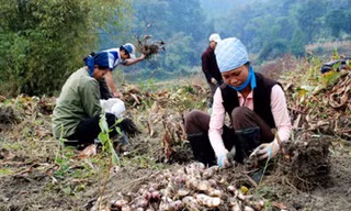 Phát triển cây trồng đặc sản ở địa phương. 